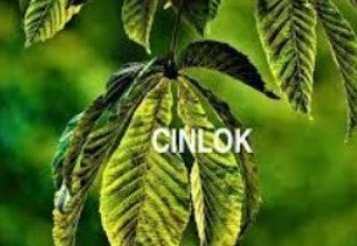 Arti Cinlok di RP Arti Cinlok di RP
